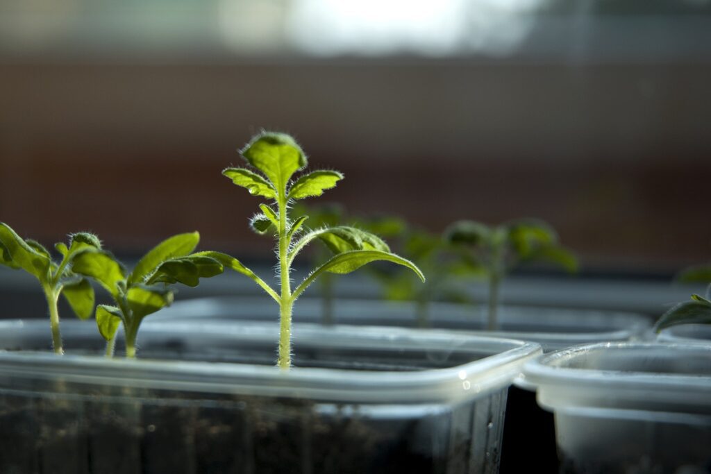 Tomato plants in pots.