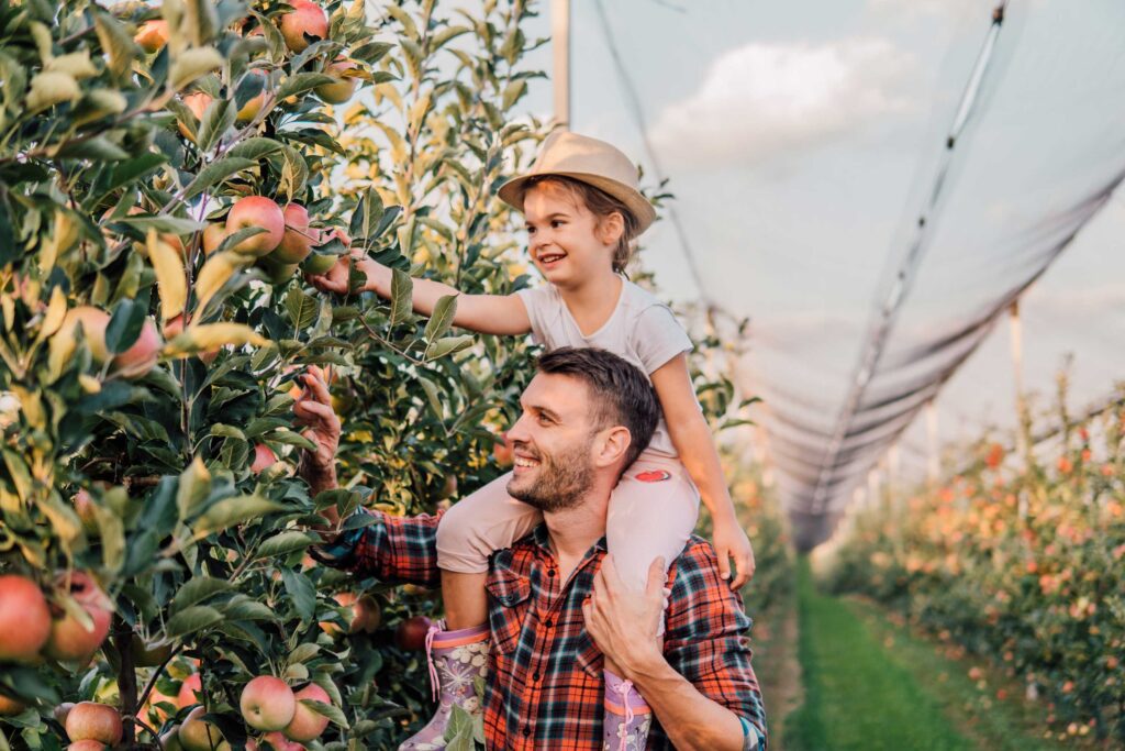 A man with a little girl on his shoulders picking apples from trees.