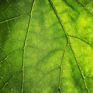 Zoomed leaf veins.